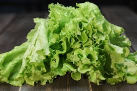 images 1 12 Nutritional Facts, Information & Health Benefits of Lettuce Vegetable