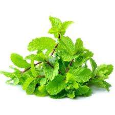 images 22 Nutritional Facts, Information & Health Benefits of Mint Vegetable