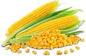 images 28 Nutritional Facts, Information & Health Benefits of Maize