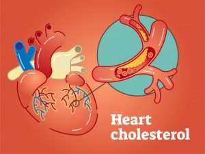heart cholesterol concept 1995 38 Methi Ke Fayde Hindi Me (मेथी के फायदे)