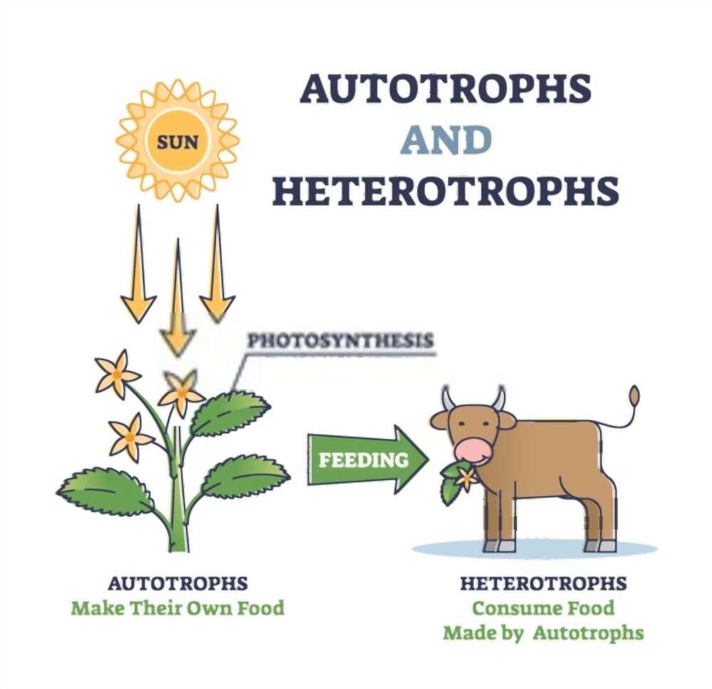 Autotrophic Nutrition Meaning in Hindi