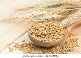 download 1 12 Nutritional Facts, Information & Health Benefits of Barley