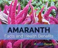 download 1 5 Health Benefits of Amaranth, Tips and Risks
