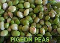 download 28 Health Benefits of Pigeon Pea, Tips and Risks