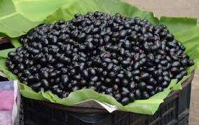 images 1 3 Nutritional Facts, Information & Health Benefits of Jambul Fruit