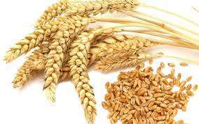 images 30 Nutritional Facts, Information & Health Benefits of Wheat