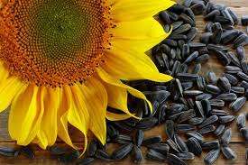 images 37 Nutritional Facts, Information & Health Benefits of Sunflower Seeds