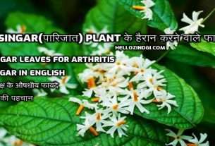 Shiuli-or-Night-flowering-jasmine-Nyctanthes-arbor-tristis-or-Parijat-or-hengra-bubar-hellozindgi.jpg