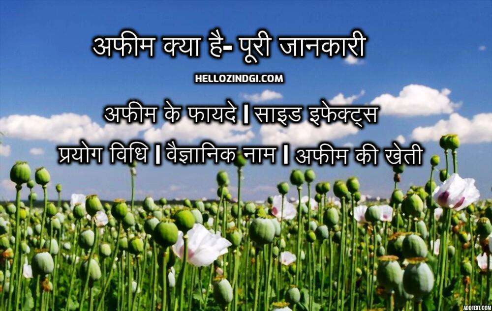 afeem kya hai what is opium hindi side effects nuksan fayde benefits kheti farming khane ka tarika hellozindgi.com