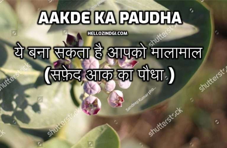 Aakde Ka Paudha ये बना सकता है आपको मालामाल (सफ़ेद आक का पौधा )