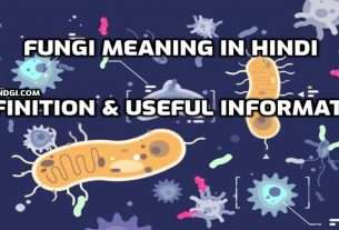 Fungi Meaning in Hindi Definition & Useful Information